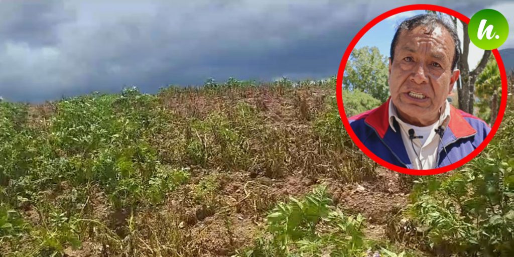 Rancha negra arrasa cultivos en Cordillera Negra y Blanca de Áncash